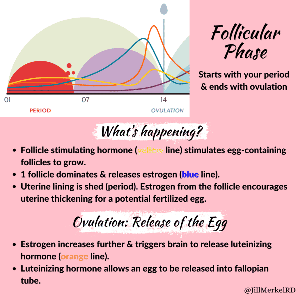 Menstrual cycle follicular phase
