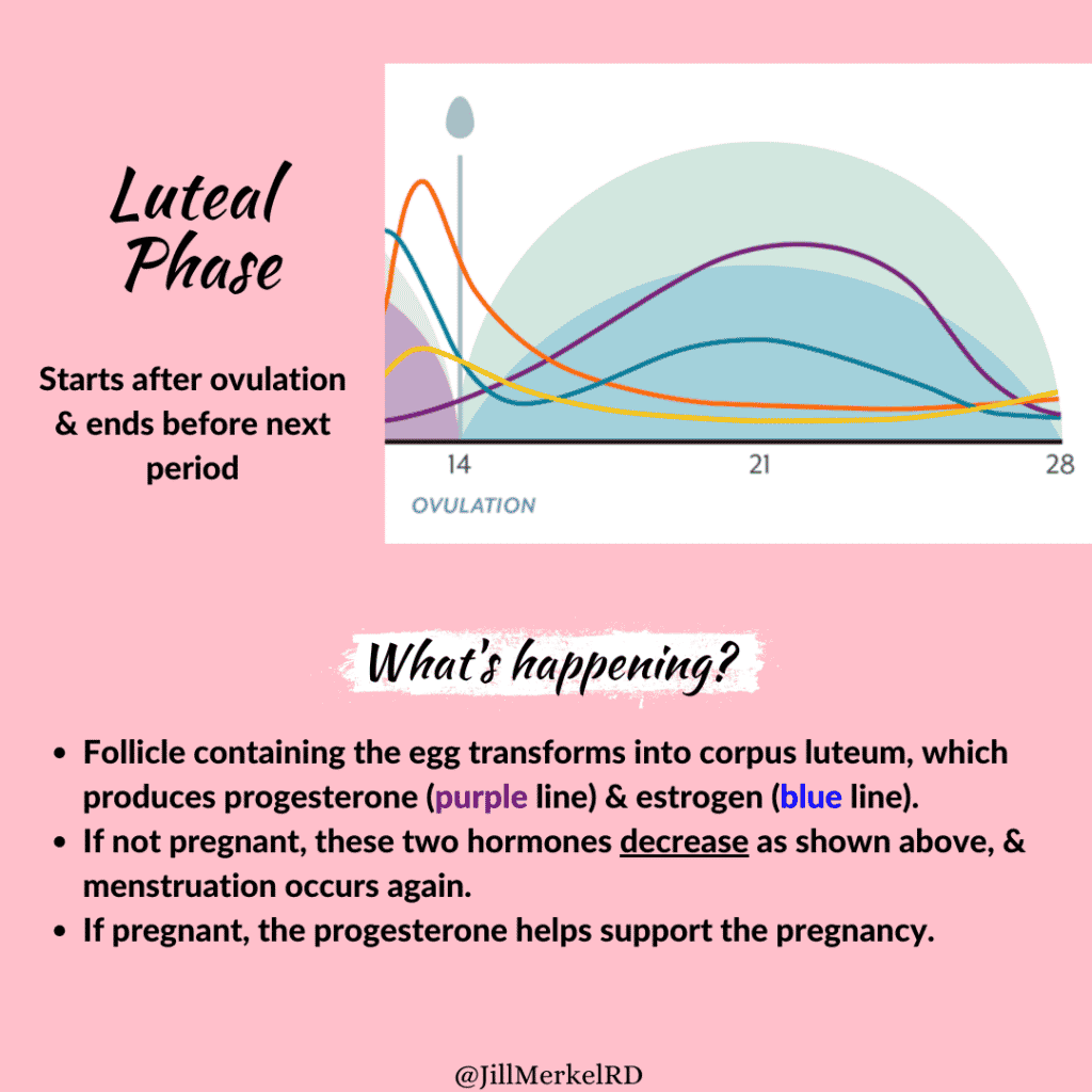 Menstrual cycle luteal phase
